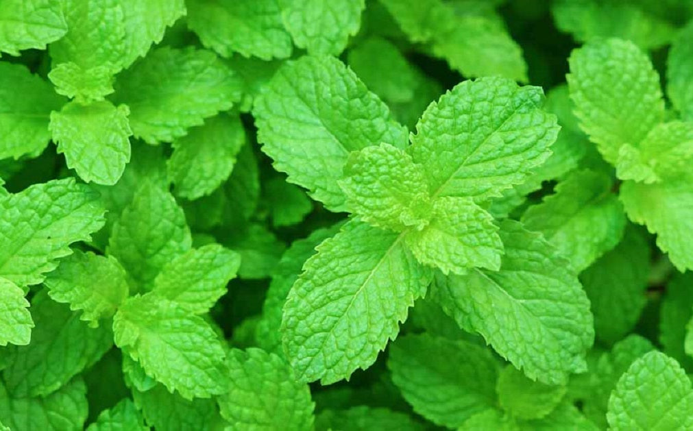 Peppermint Mint