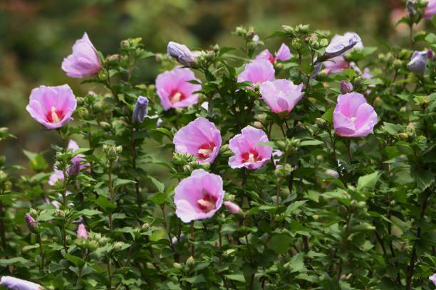 Hibiscus Syriacus - Rose of Sharon - Pink/Purple Flowering Shrub