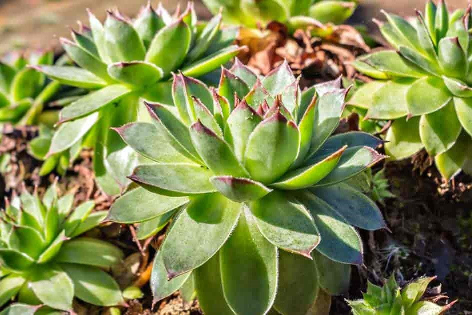 Sempervivum Tectorum - Common Houseleek Succulent