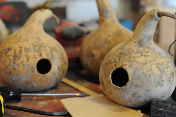 Bottle Gourd