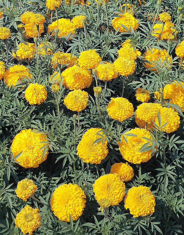 Mexican Marigold - Tagetes Erecta