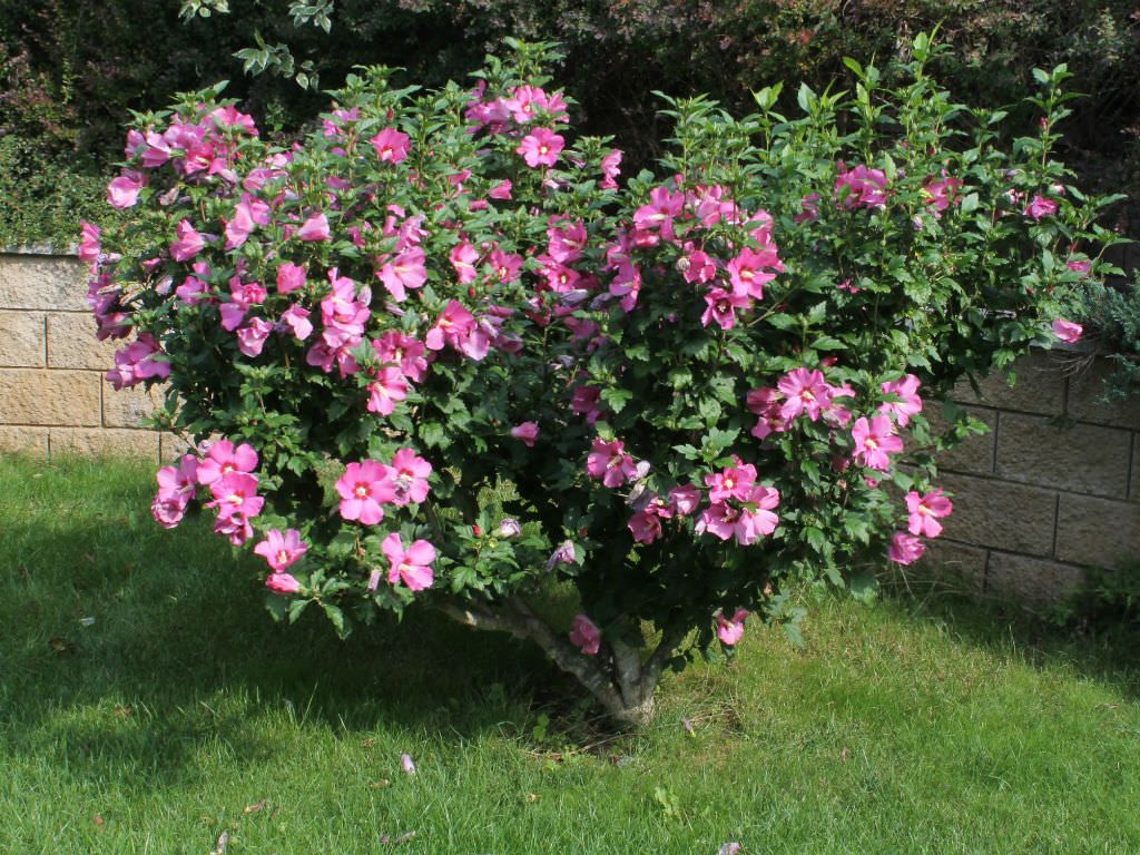 Hibiscus Syriacus - Rose of Sharon - Pink/Purple Flowering Shrub