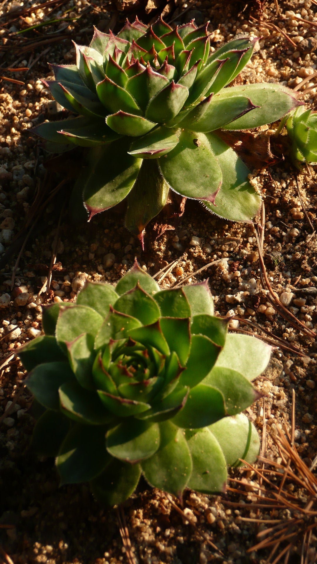 Sempervivum Tectorum - Common Houseleek Succulent