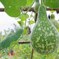 Bottle Gourd