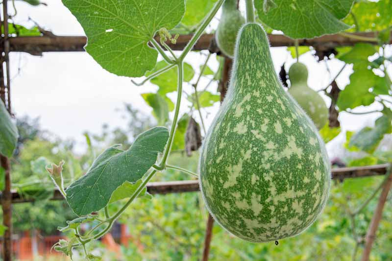 Bottle Gourd