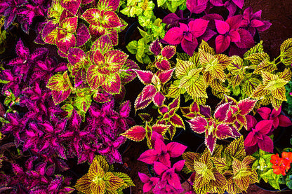 Coleus - Mixed Colors