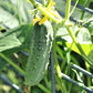 Cucumber