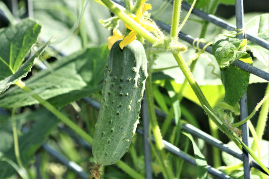 Cucumber