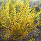 Lynwood Gold Forsythia Bush - Yellow Flowering Shrub