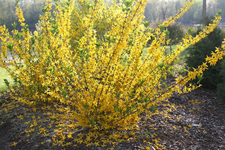 Lynwood Gold Forsythia Bush - Yellow Flowering Shrub