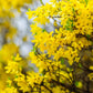 Lynwood Gold Forsythia Bush - Yellow Flowering Shrub