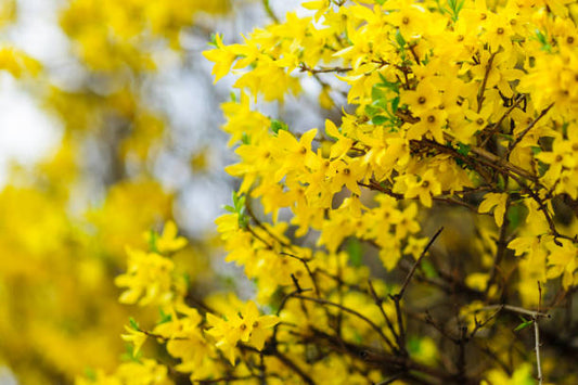 Lynwood Gold Forsythia Bush - Yellow Flowering Shrub