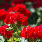Zonal Geranium - Red Flowering Plant