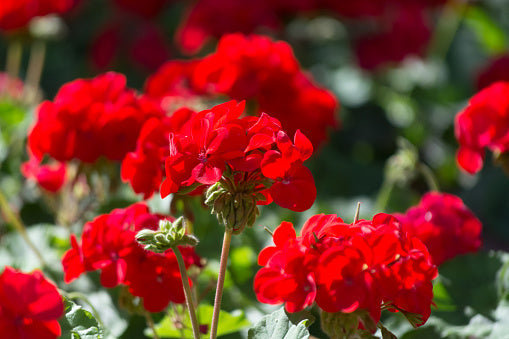 Zonal Geranium - Red Flowering Plant