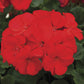Zonal Geranium - Red Flowering Plant