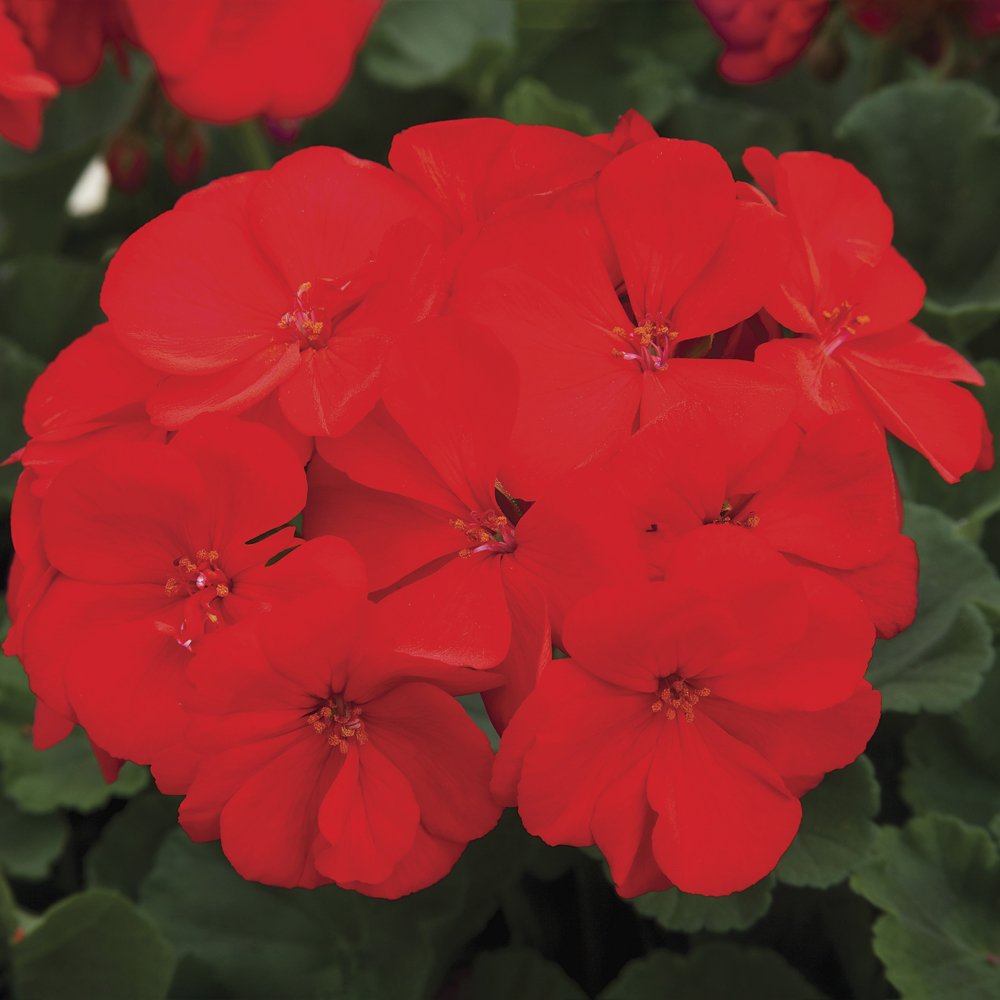 Zonal Geranium - Red Flowering Plant