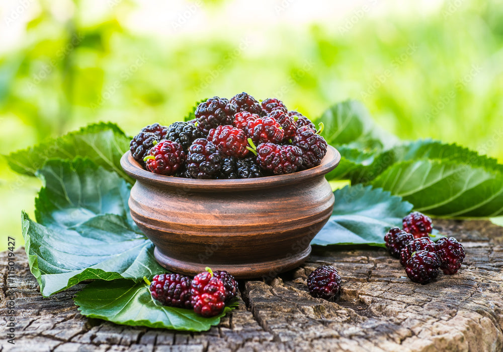 Dwarf Everbearing Black Mulberry Tree