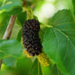Dwarf Everbearing Black Mulberry Tree
