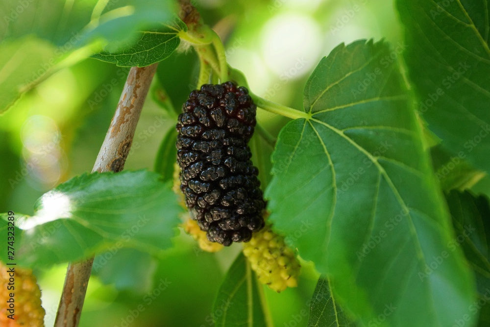 Dwarf Everbearing Black Mulberry Tree