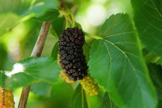 Dwarf Everbearing Black Mulberry Tree
