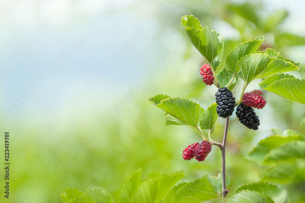 Dwarf Everbearing Black Mulberry Tree