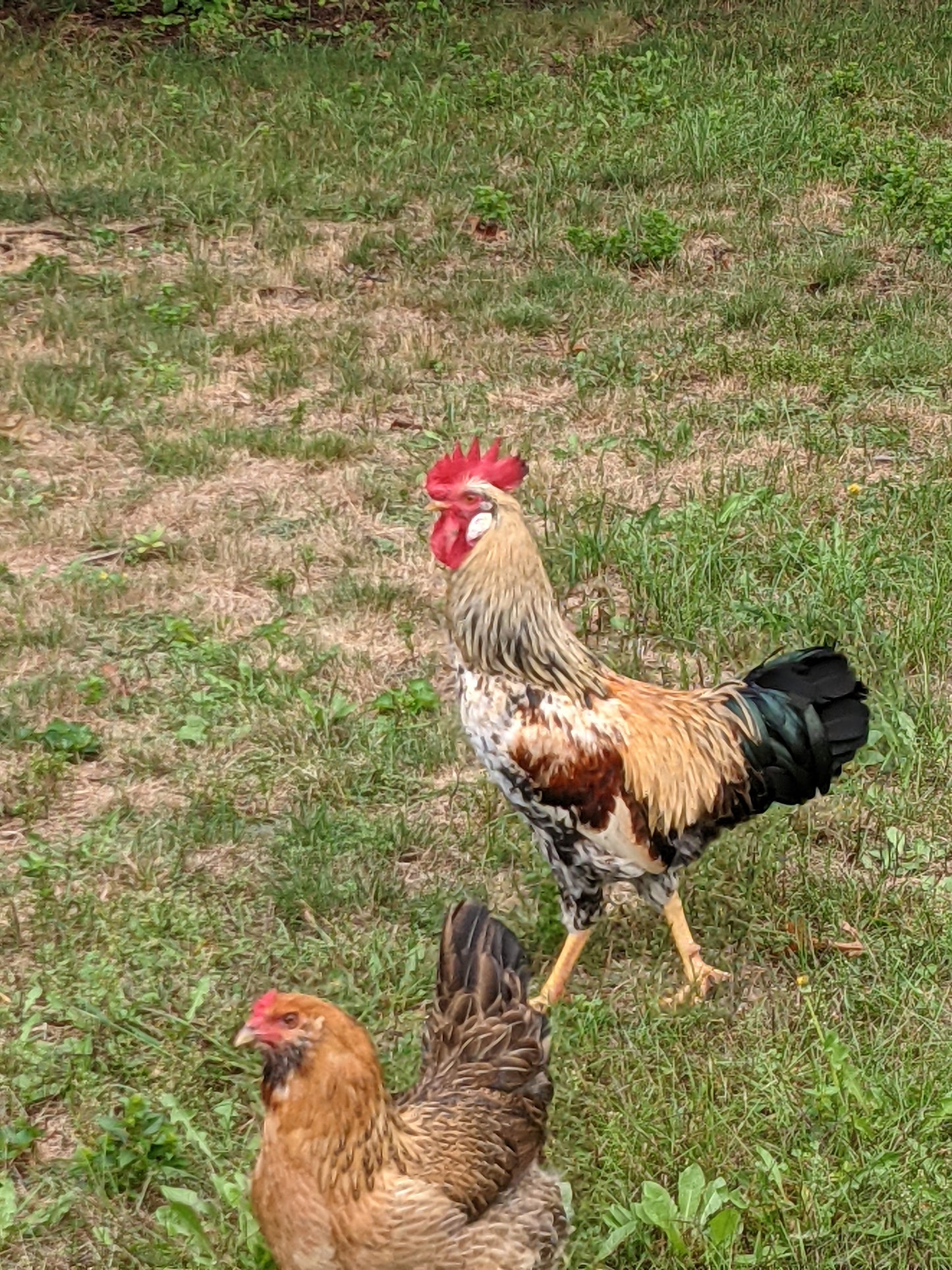 Dozen (12) Fertilized Chicken Eggs - Easter Egger - Colorful Eggs!