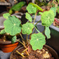 Nasturtium