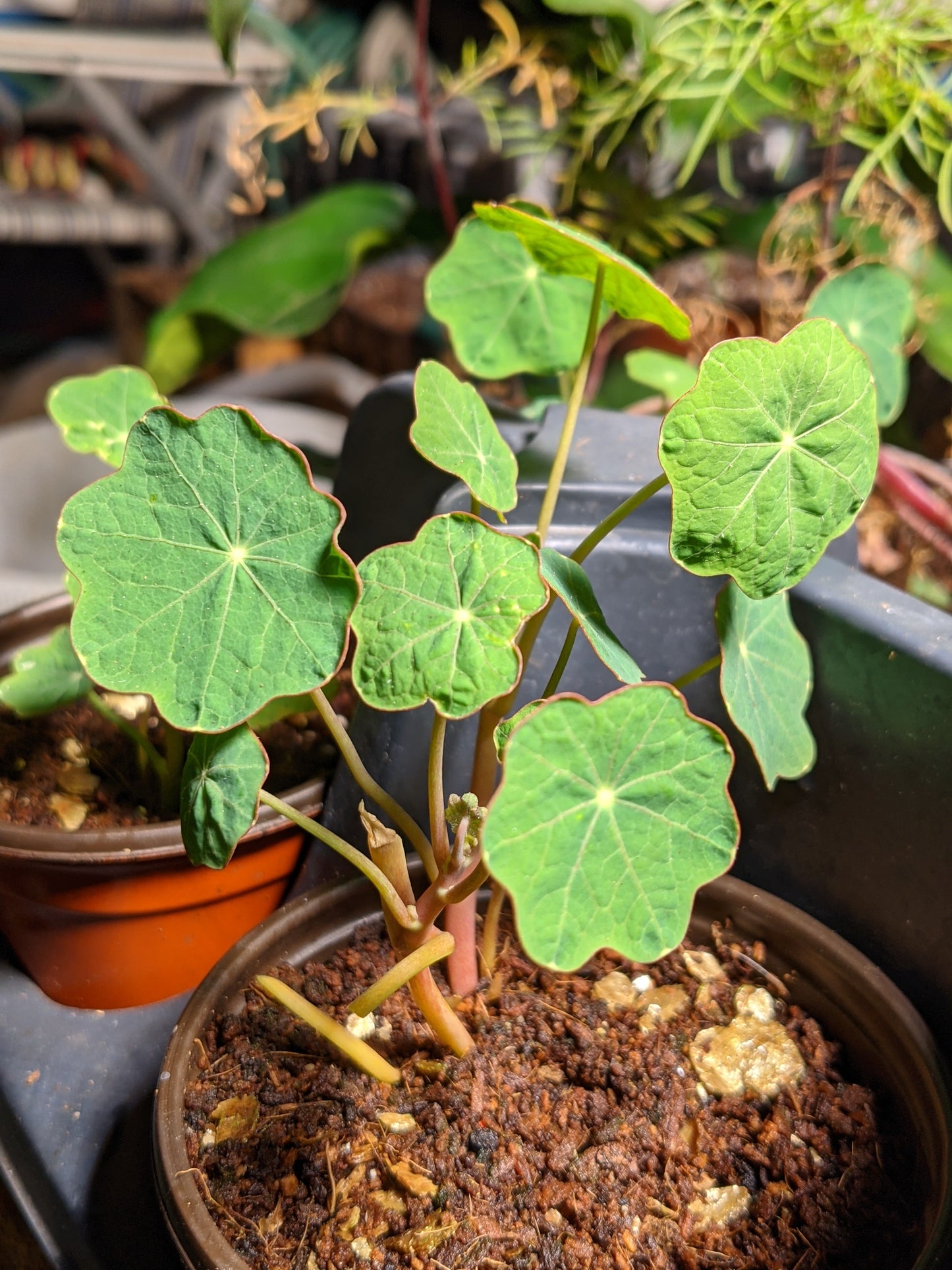 Nasturtium