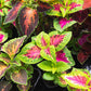 Coleus - Mixed Colors