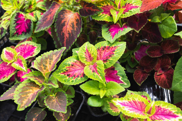 Coleus - Mixed Colors