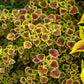 Coleus - Mixed Colors
