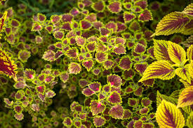 Coleus - Mixed Colors