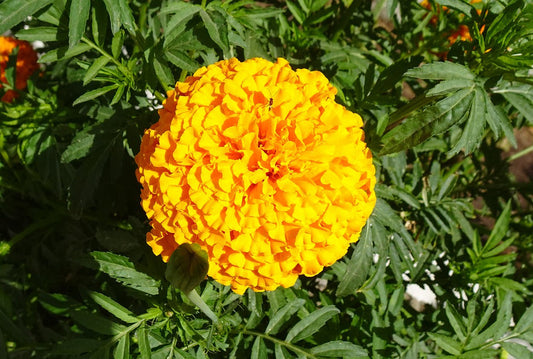 Mexican Marigold - Tagetes Erecta
