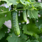 Cucumber