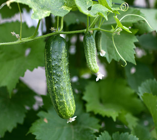 Cucumber