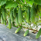 Cucumber