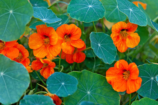 Nasturtium