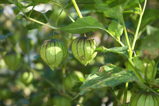 Tomatillo - Green Verde